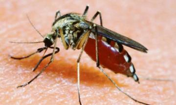 West Nile, encefalite in una bimba di 3 anni