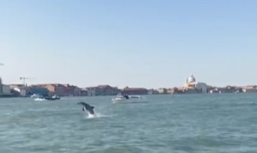 Delfino salta tra i canali di Venezia