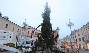 Il grande albero domina la piazza