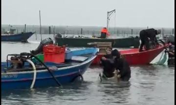 Granchio blu: il recinto ha funzionato, inizia la raccolta delle vongole