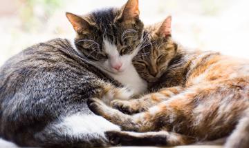 Arriva l'attesa fiera a quattro zampe