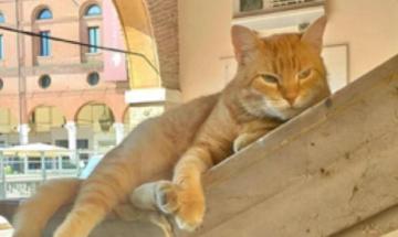 Dalla Bosnia alle nostre piazze: il micio ribelle divenuto star social