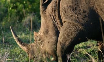 Al Parco Natura Viva torna il rinoceronte