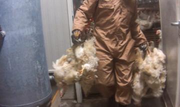 Allevamenti intensivi, il video dell'orrore