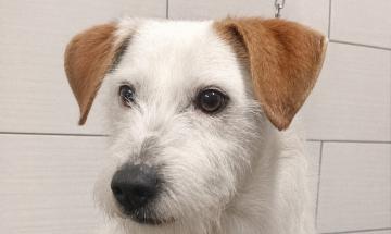 Aiutiamola a ritrovare Aron