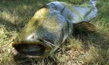 "Garda invaso dai siluri": &egrave; allarme