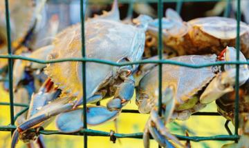 "Usiamolo come cibo per gatti". E scoppia il caso