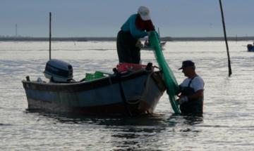 La tecnologia batte il granchio blu: la soluzione