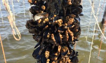 Le cozze straniere invadono il mercato italiano