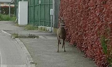Un capriolo avvistato in Tassina