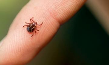 Trattamento anti zecche