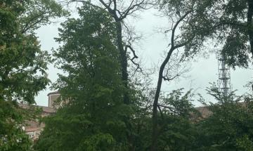 Dopo i controlli due alberi morti