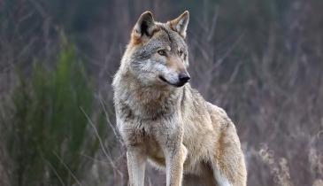 Lupo in centro a Ca' Tiepolo