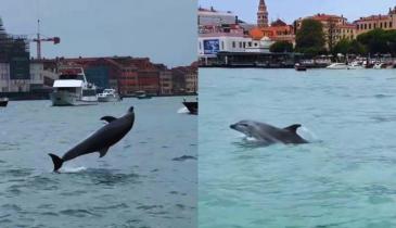 In corso il trasferimento del delfino “Mimmo” dal bacino di San Marco alla Laguna Nord