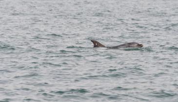 Il delfino Mimmo guidato verso zone sicure