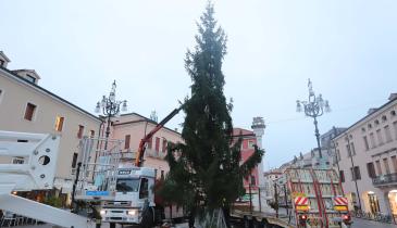 Il grande albero domina la piazza
