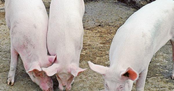 Arriva La Pesta Suina Ha Gia Ucciso 200 Milioni Di Maiali La Voce Di Rovigo