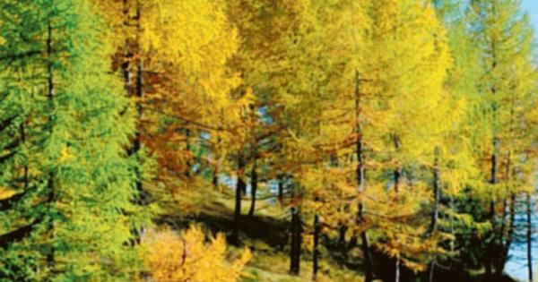 Una Campagna Tutta Verde Piante Nei Giardini Dei Cittadini La Voce Di Rovigo