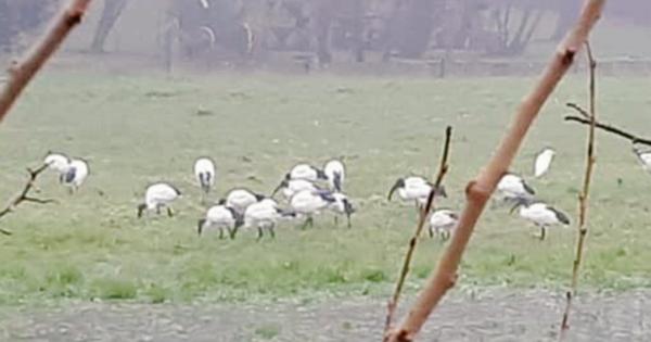 L Ibis Sacro Del Nilo Fa Capolino Nel Centro Di Badia Polesine La Voce Di Rovigo