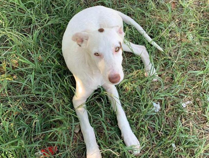 Amedeo, Achille e  Anita cercano una famiglia