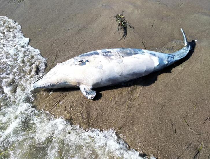 Triste ritrovamento in spiaggia. Ora si attende l'autopsia