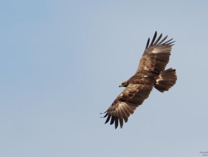 Spettacolo: l'aquila volta alta sul Delta