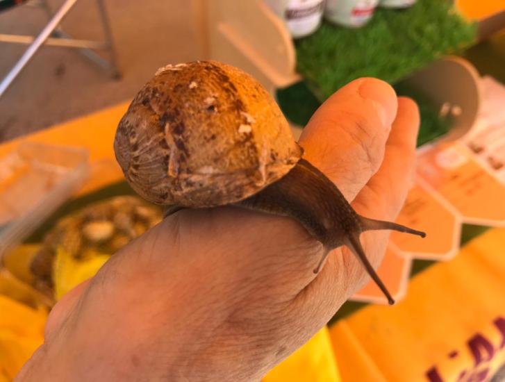 'Smaschera il cibo fuori stagione' al mercato coperto