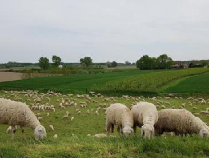 Tre pecore cadono nell'Adige, salvate dai pompieri