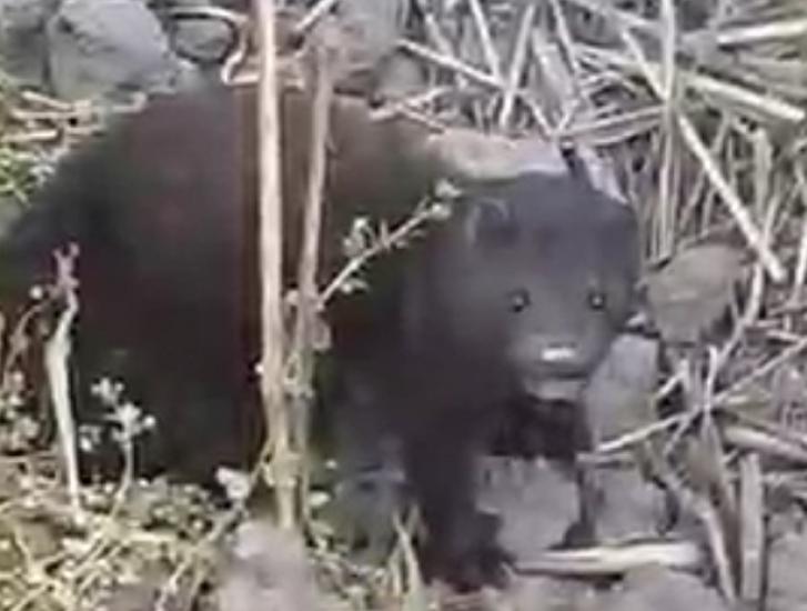 Visoni liberi, allarme nelle campagne