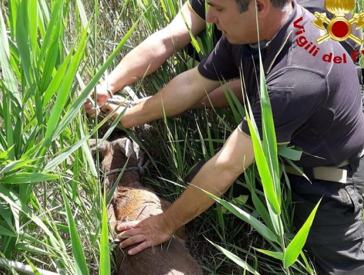 Capriolo finisce nel canale, lo salvano i pompieri