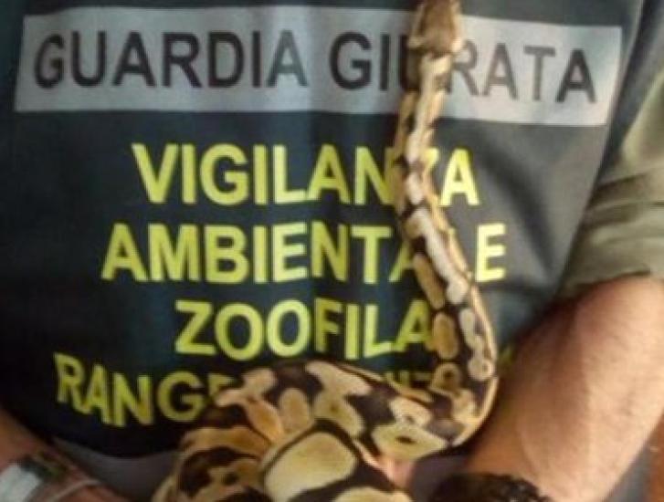 Ponte San Nicol&ograve;: pitone reale a zonzo in paese