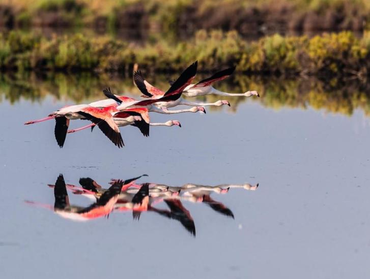 Dopo il campo di lavanda, Zaia promuove anche l'Isola di Albarella