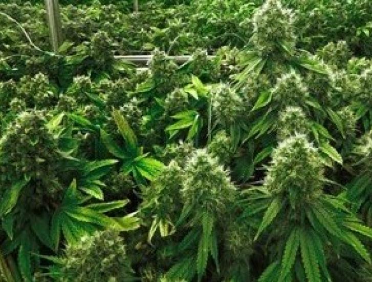 Scontro frontale sulla marijuana