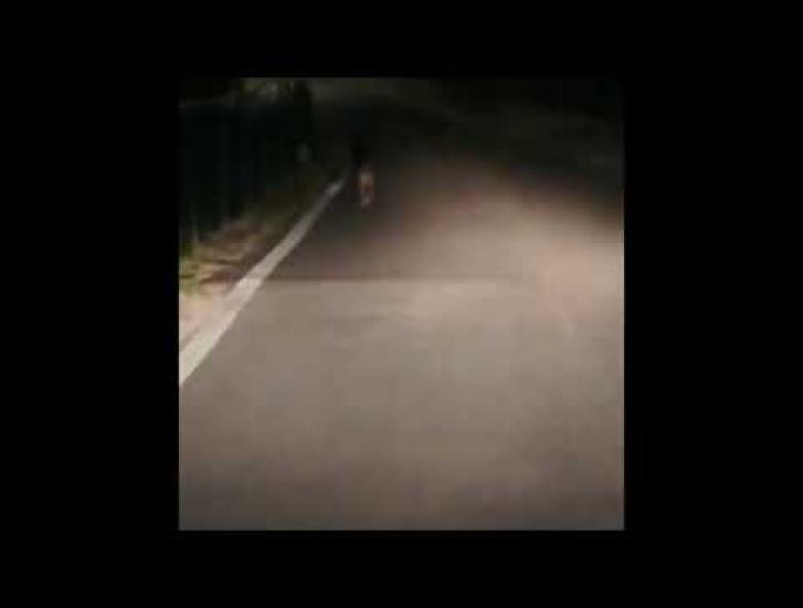 Cinghiali a due passi dall'Adige