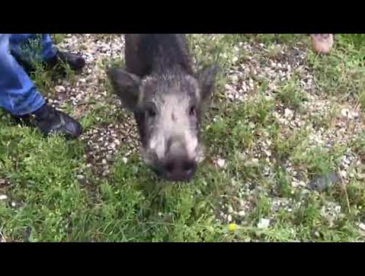 Cinghiale a spasso per le vie della citt&agrave;.