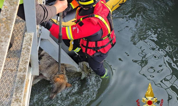 Lupa salvata dalle acque