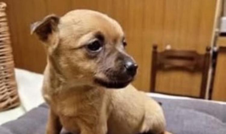 I ladri rubano anche il cane