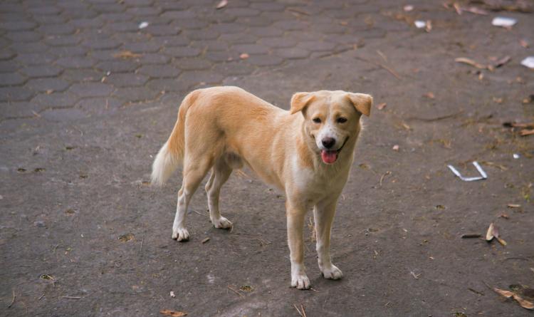 150mila euro contro l'abbandono