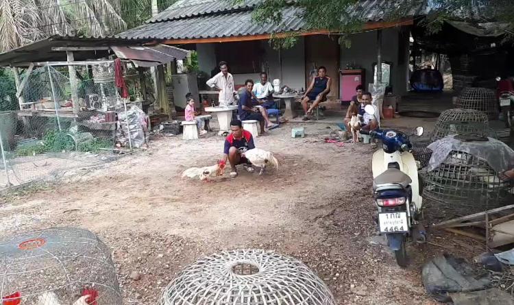 free bikers porto viro Thailandia combattimento galli