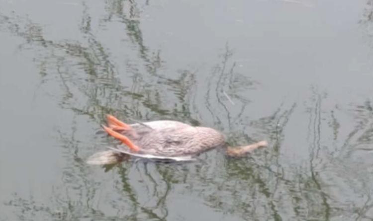 Moria di pesci lungo il Collettore