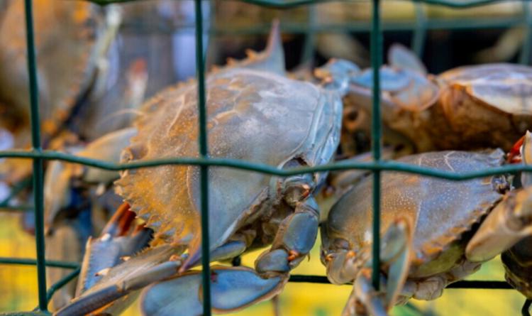 Ecco altri 4 milioni