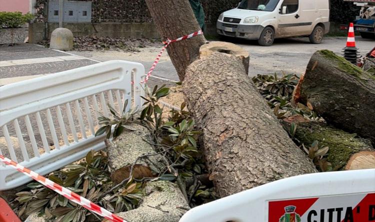 Abbattuta la storica magnolia