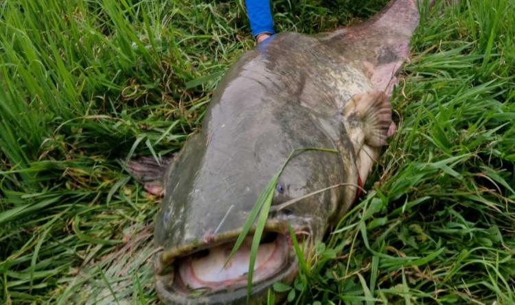 Un siluro enorme nell&rsquo;Adigetto