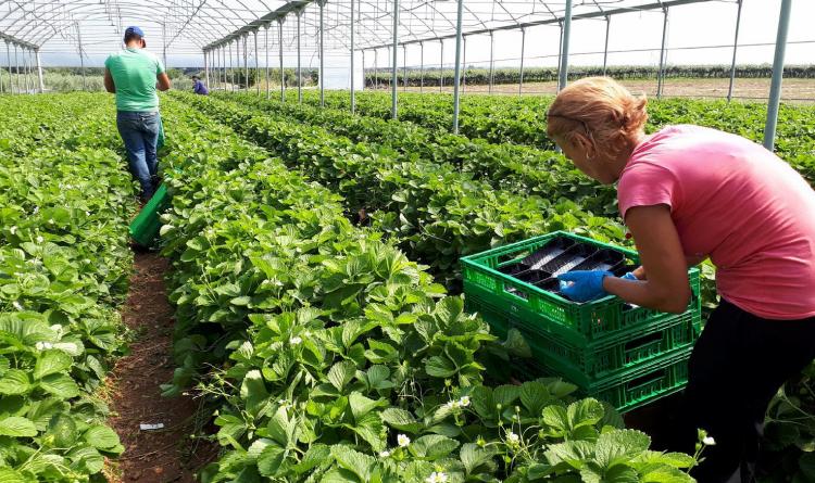 A sostegno dell&rsquo;agricoltura locale