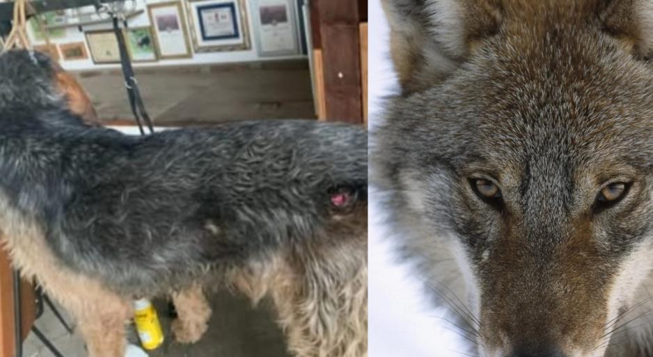 Segugi aggrediti e feriti da sette lupi