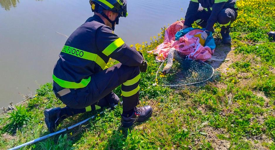 Salvato dai pompieri il cigno