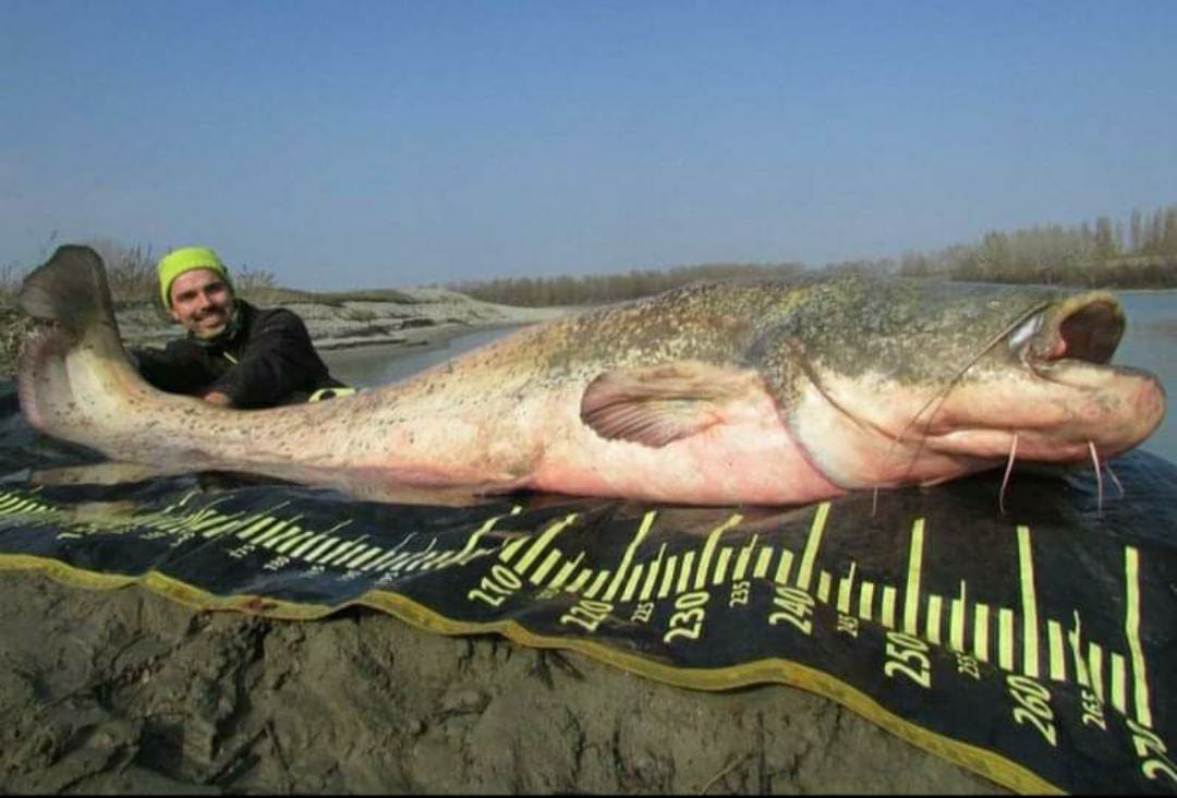 Uno dei siluri da record pescati nel Po